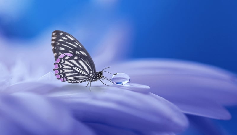 Epoch Protector Image